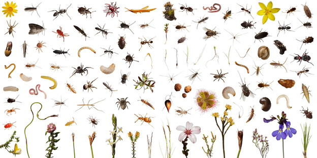 These 113 creatures observed, and then photographed, include over 100 species of plants and animals that use one cubic foot of this highly diverse shrub land over the course of a normal day in Mountain Fynbos, Table Mountain, South Africa. These 113 creatures observed, and then photographed, include over 100 species of plants and animals that use one cubic foot of this highly diverse shrub land over the course of a normal day in Mountain Fynbos, Table Mountain, South Africa.